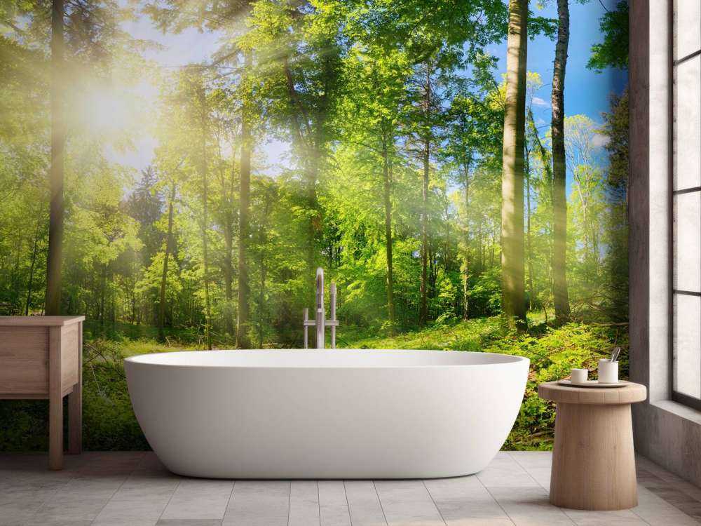 Skog med solstråler