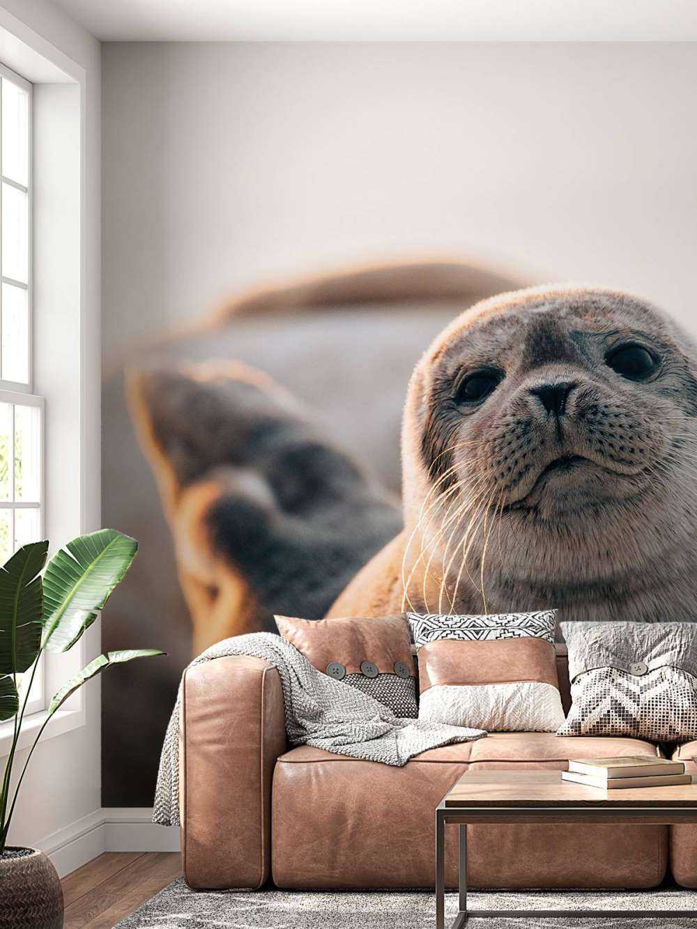 Sel på strand i kveldslys