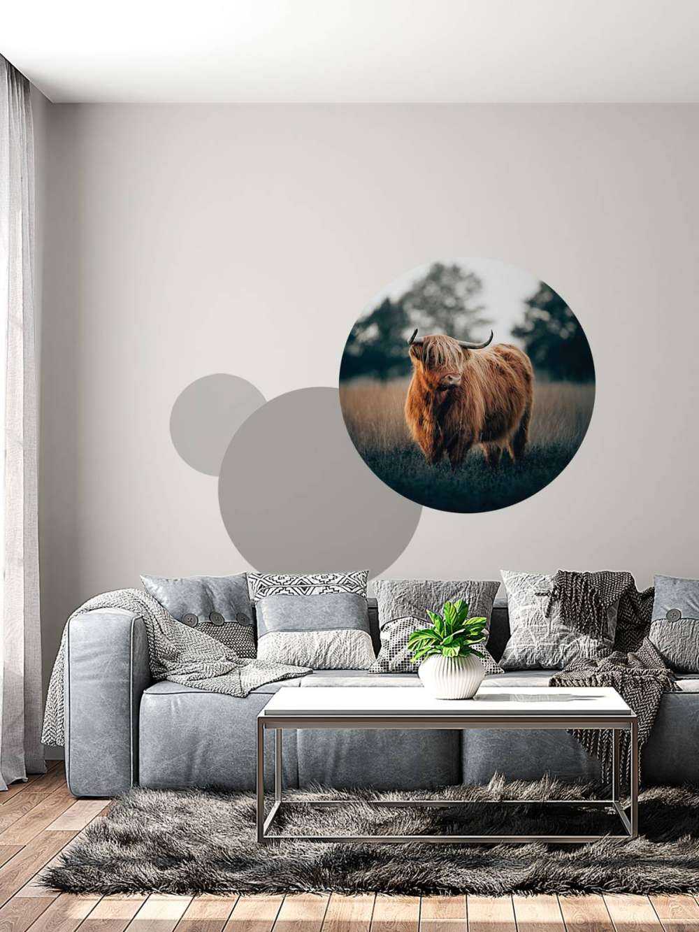 Portrett av høylandsfe