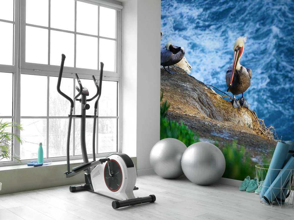 California Pelikaner