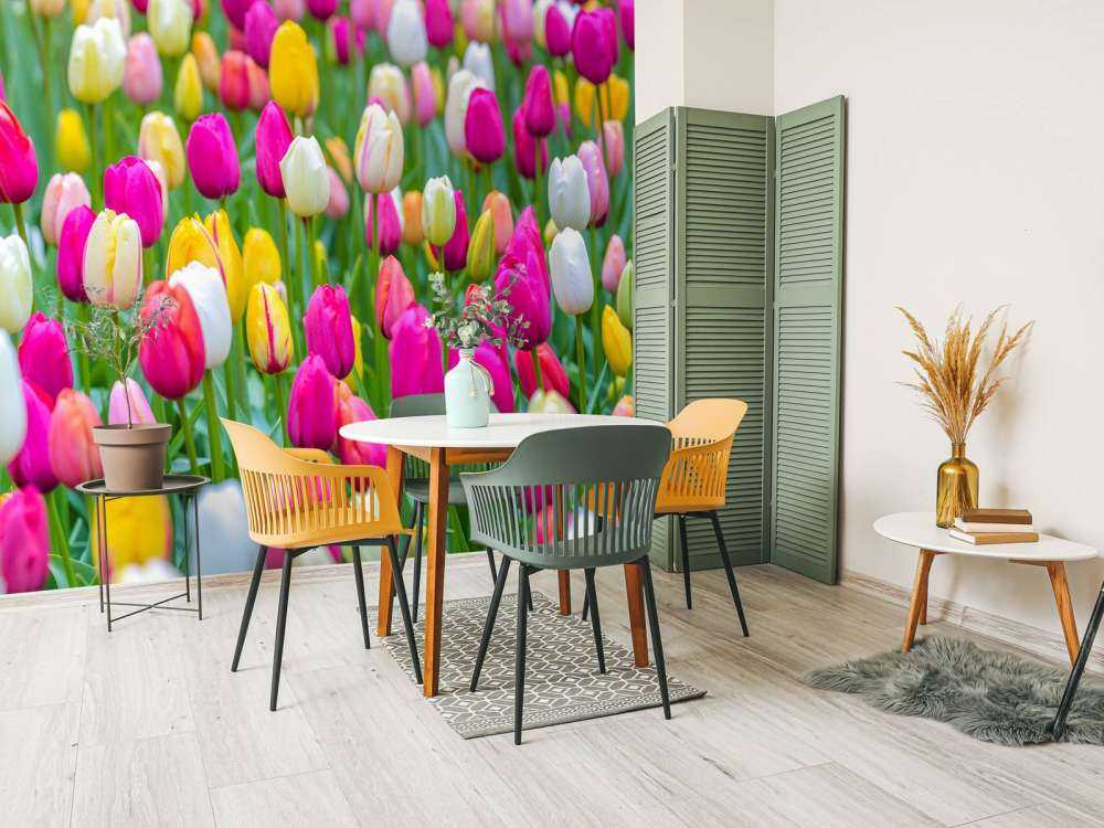 Fargerike tulipaner i en åker