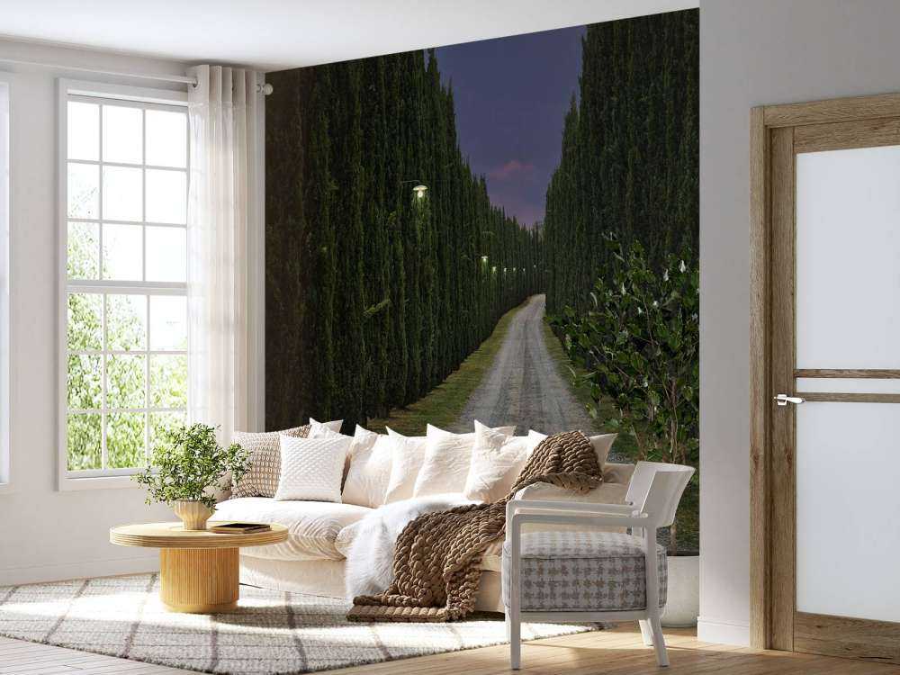 Cypress om kvelden
