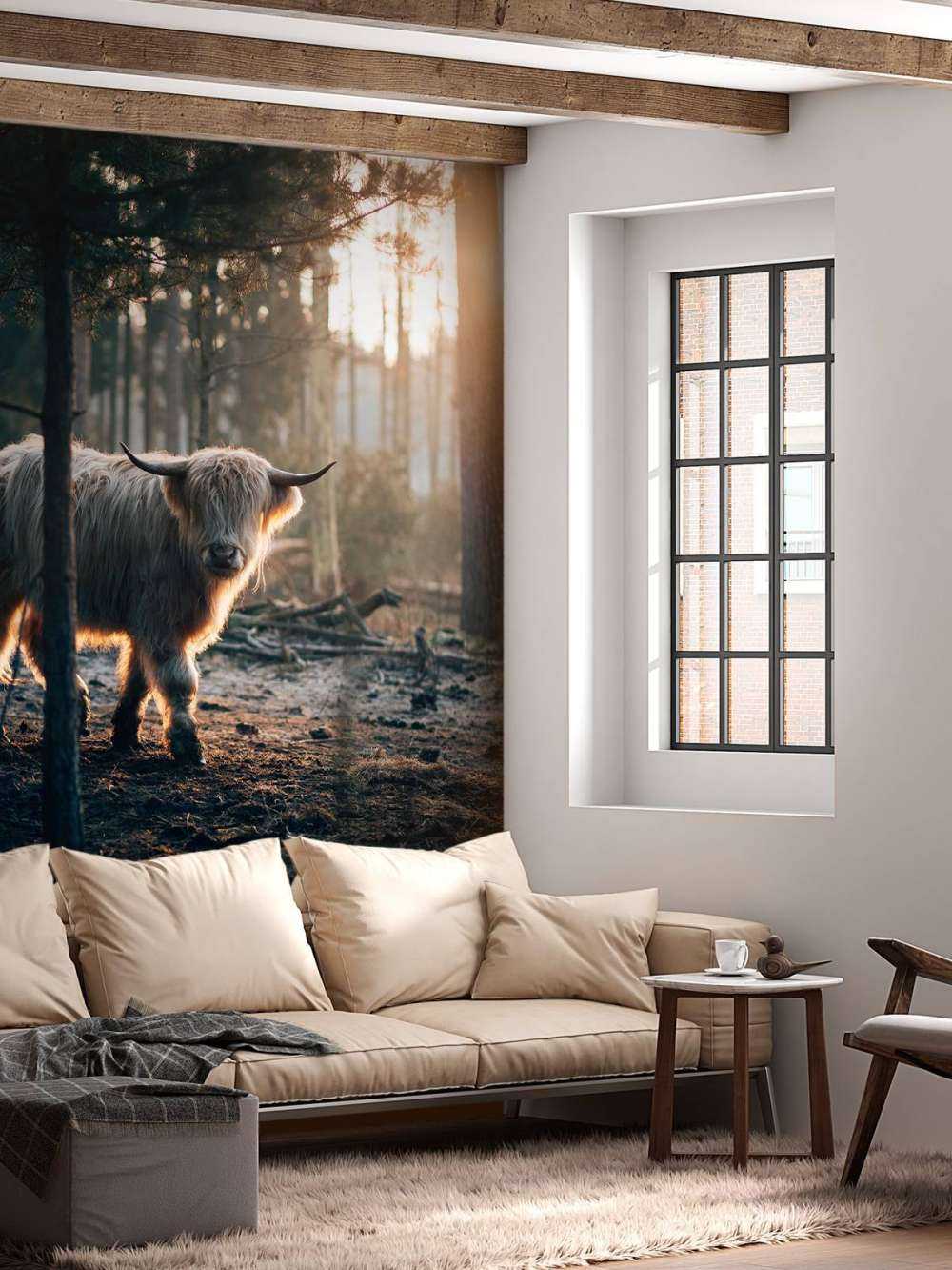 hvite skotske høylandet