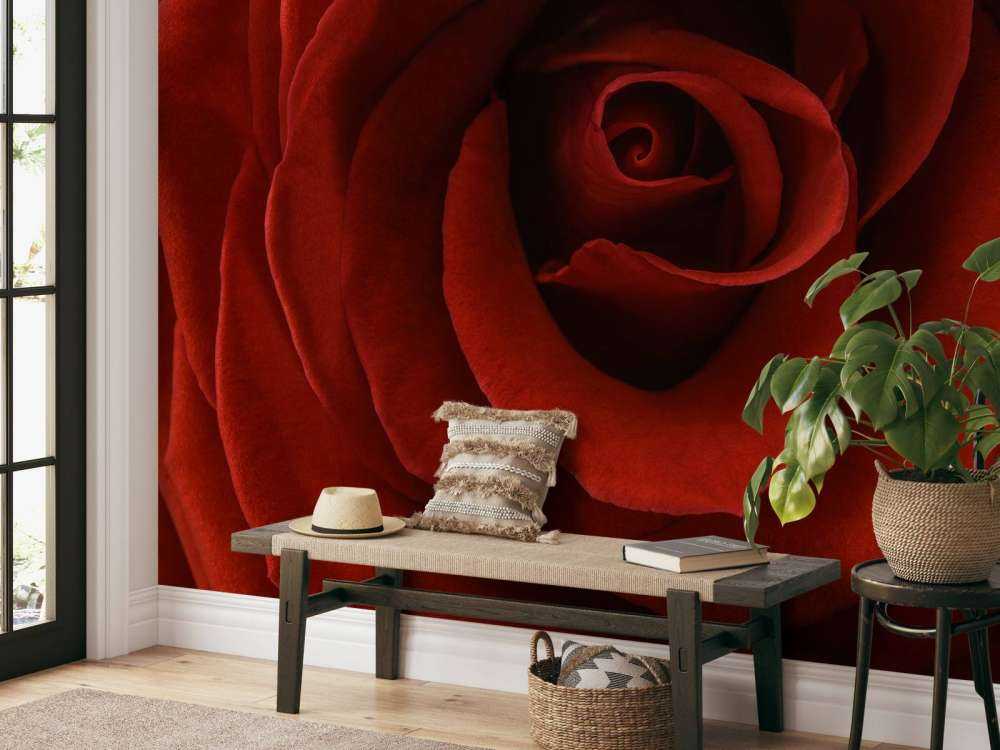 Nærbillede rød rose