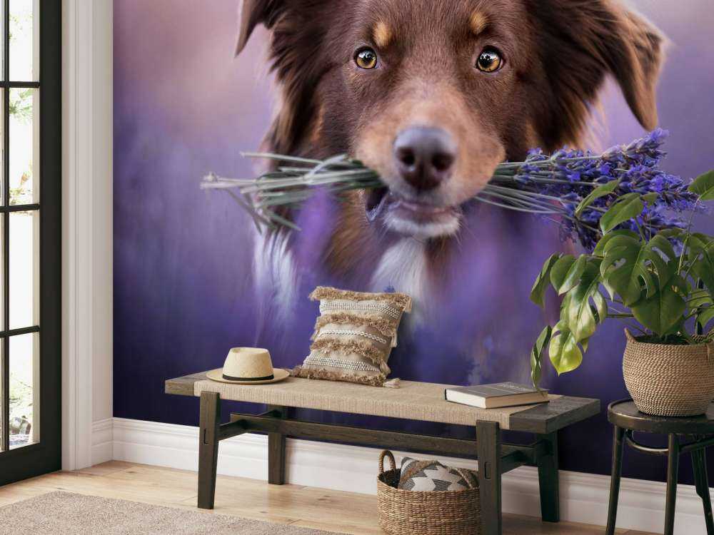 Hund med lavendel