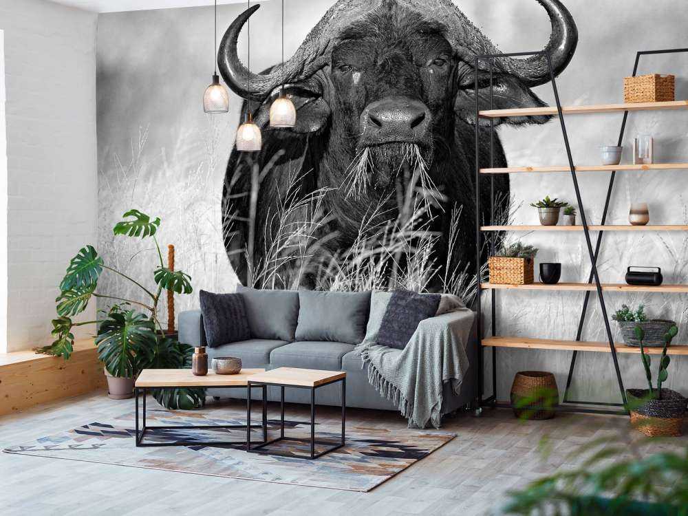 Buffalo i sort og hvid