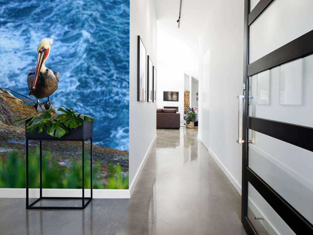 Kaliforniens pelikaner