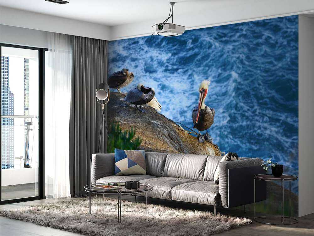 Kaliforniens pelikaner