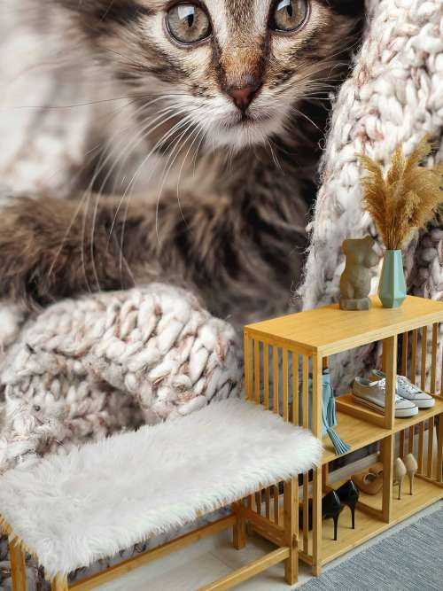 Katt i en filt