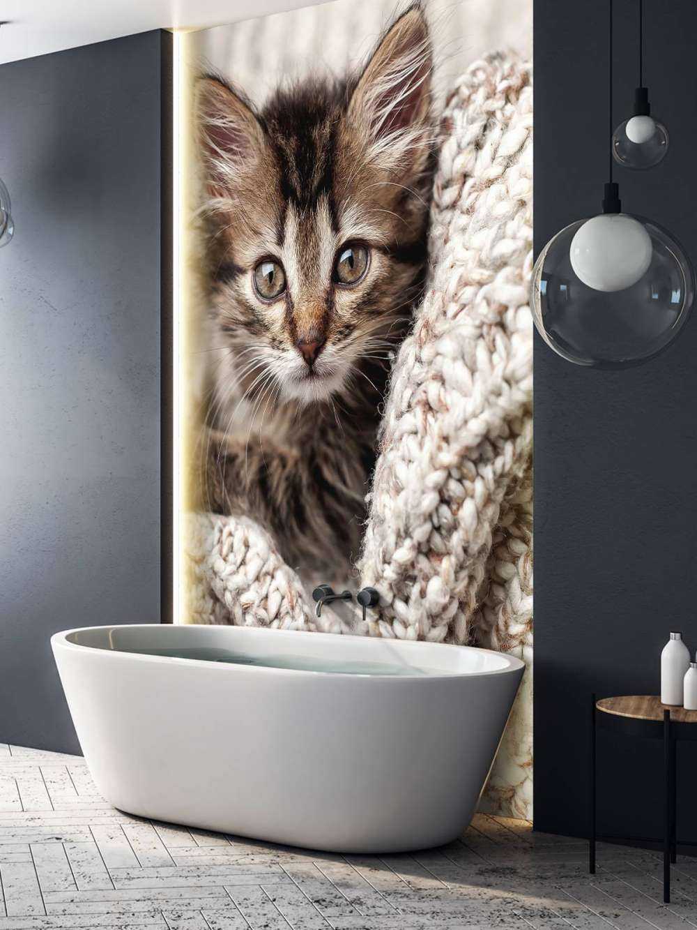 Katt i en filt