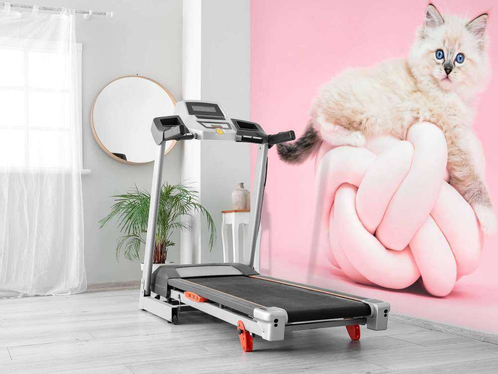 Vit katt på rosa bakgrund