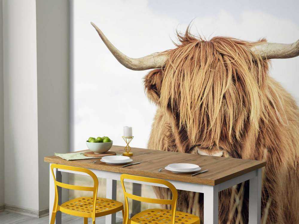 Närbild av en skotsk hoglandare