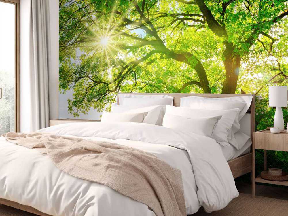 Träd med solstrålar