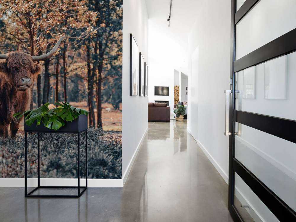 Skotsk highlander i udkanten af skoven