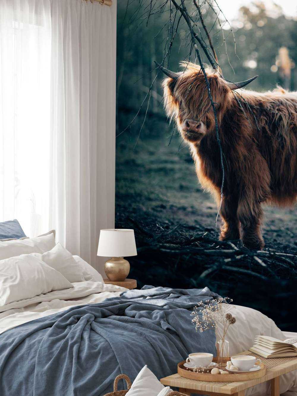 Scottish Highlander i udkanten af __skoven