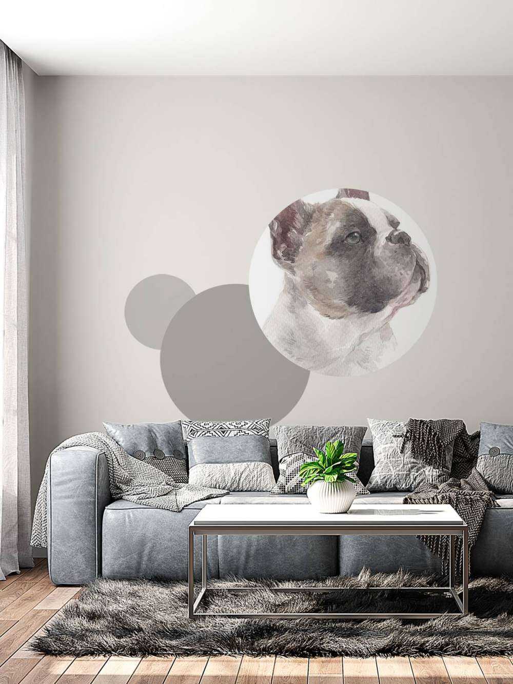 Akvarel fransk bullhund