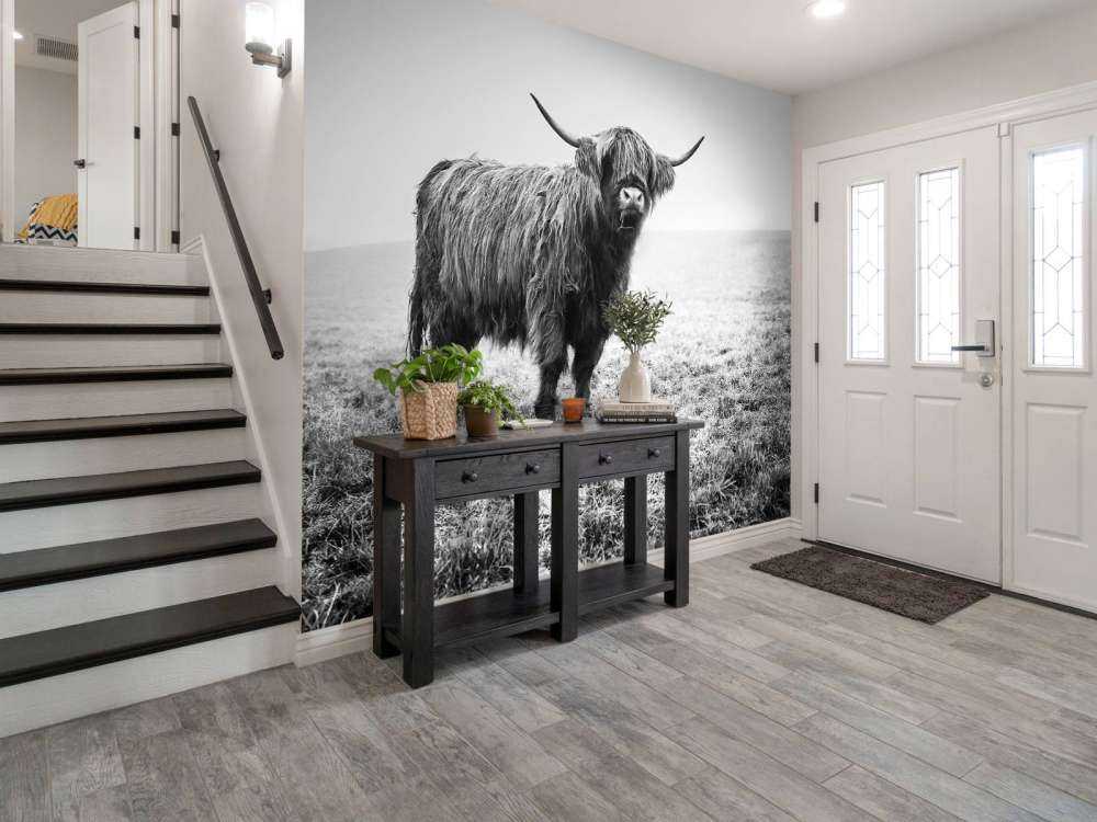 Scottish højlander i græsset