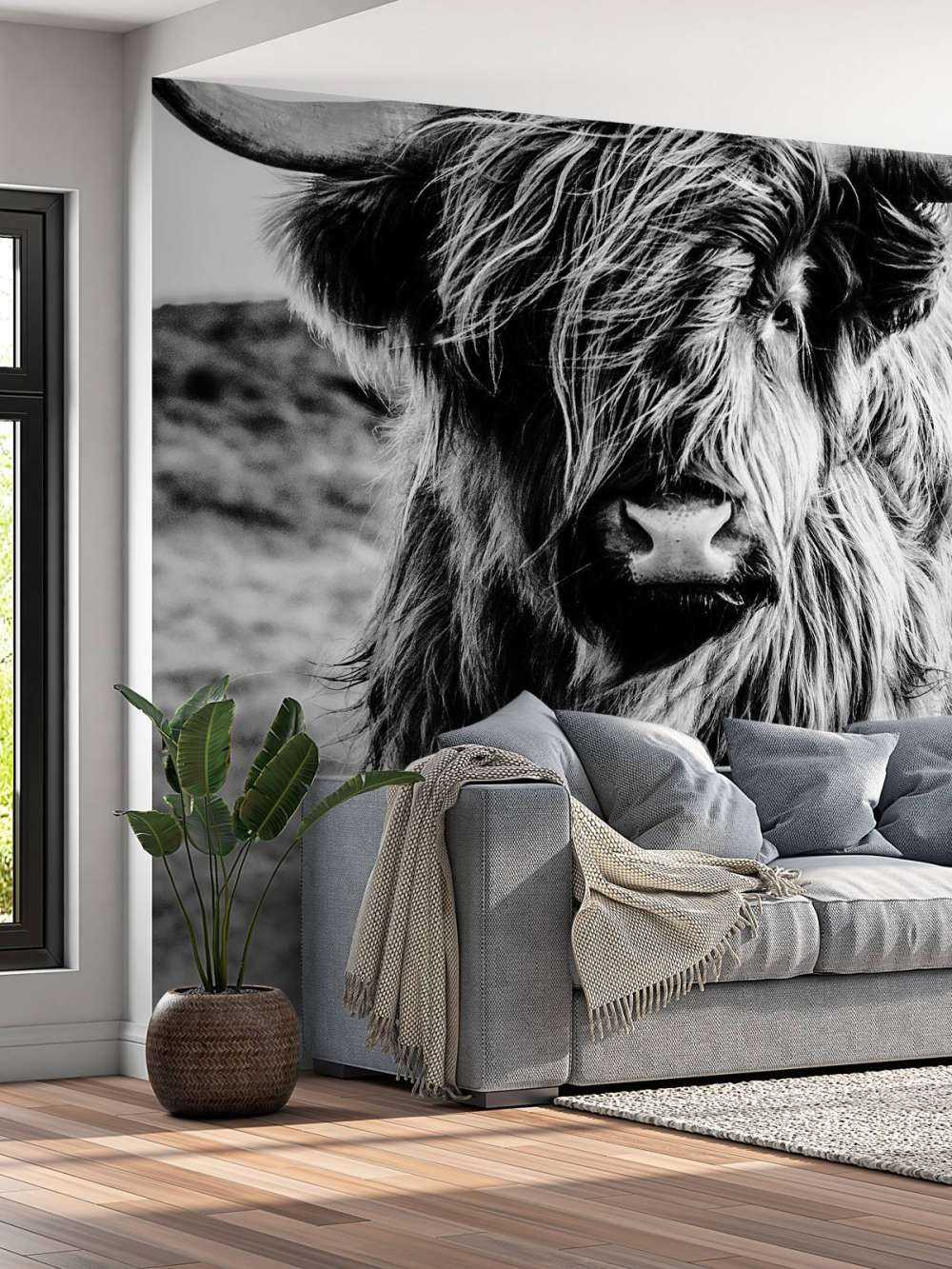 Scottish højlander i sort og hvid