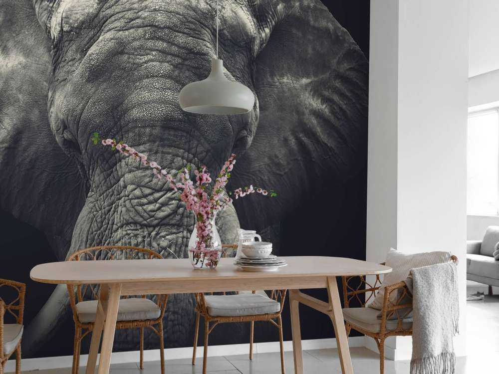 Nærbillede af en elefant