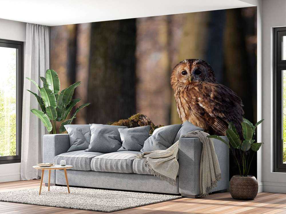 Lilla uggla på ett nedbrutet träd