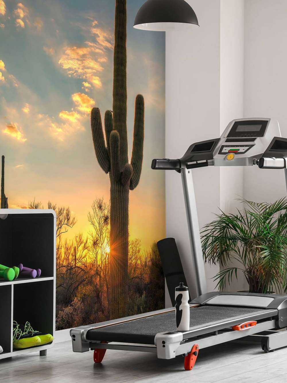 Kaktus vid solnedgången