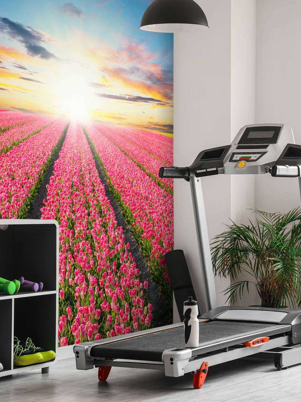 tulipanner med stigende sol