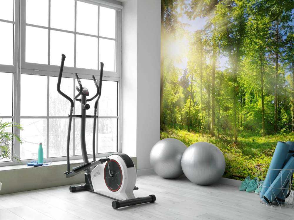 Skog med solstråler