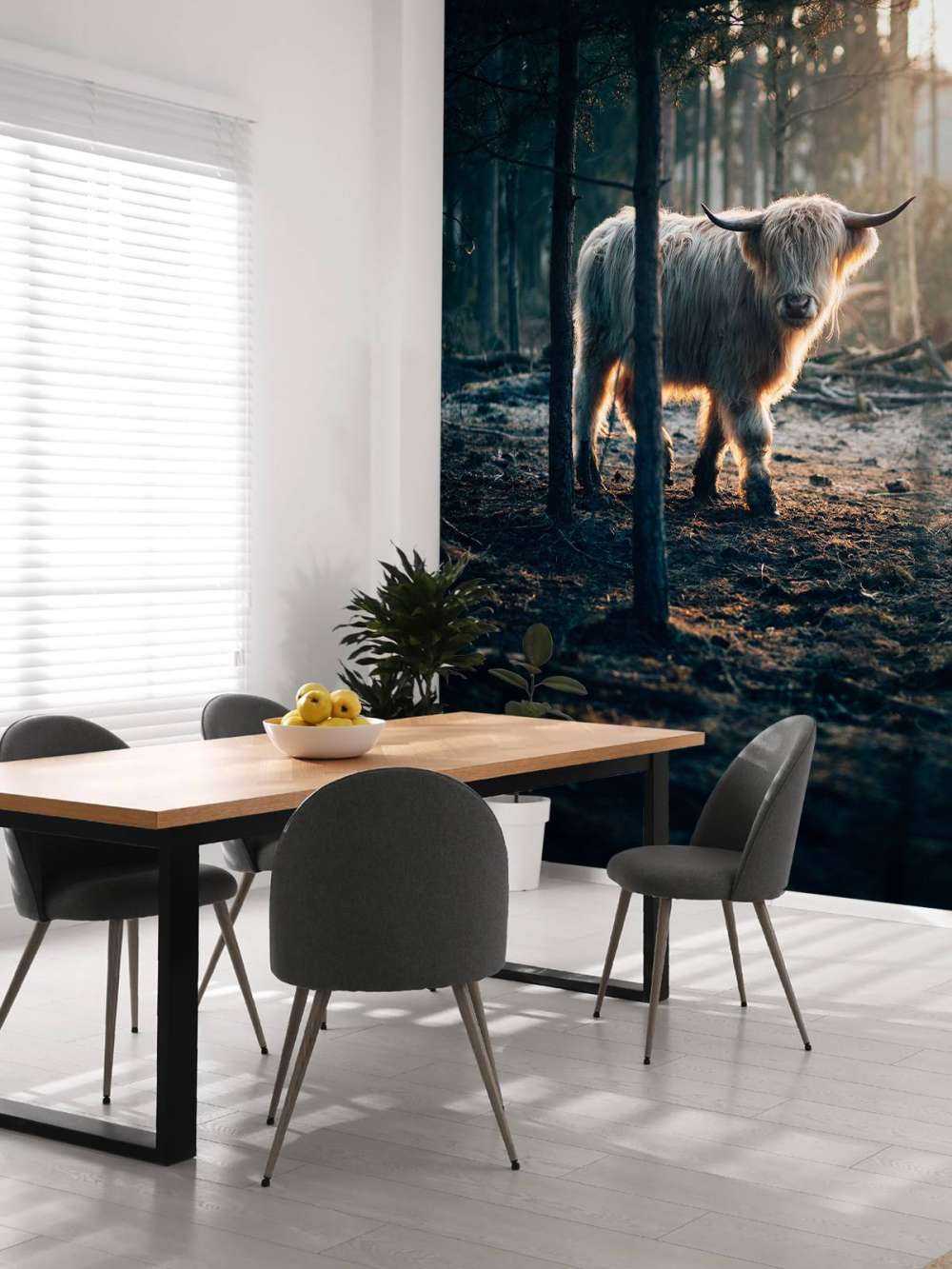 hvite skotske høylandet