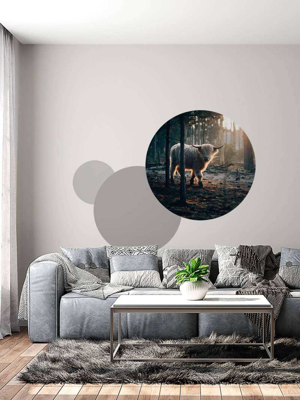 hvite skotske høylandet