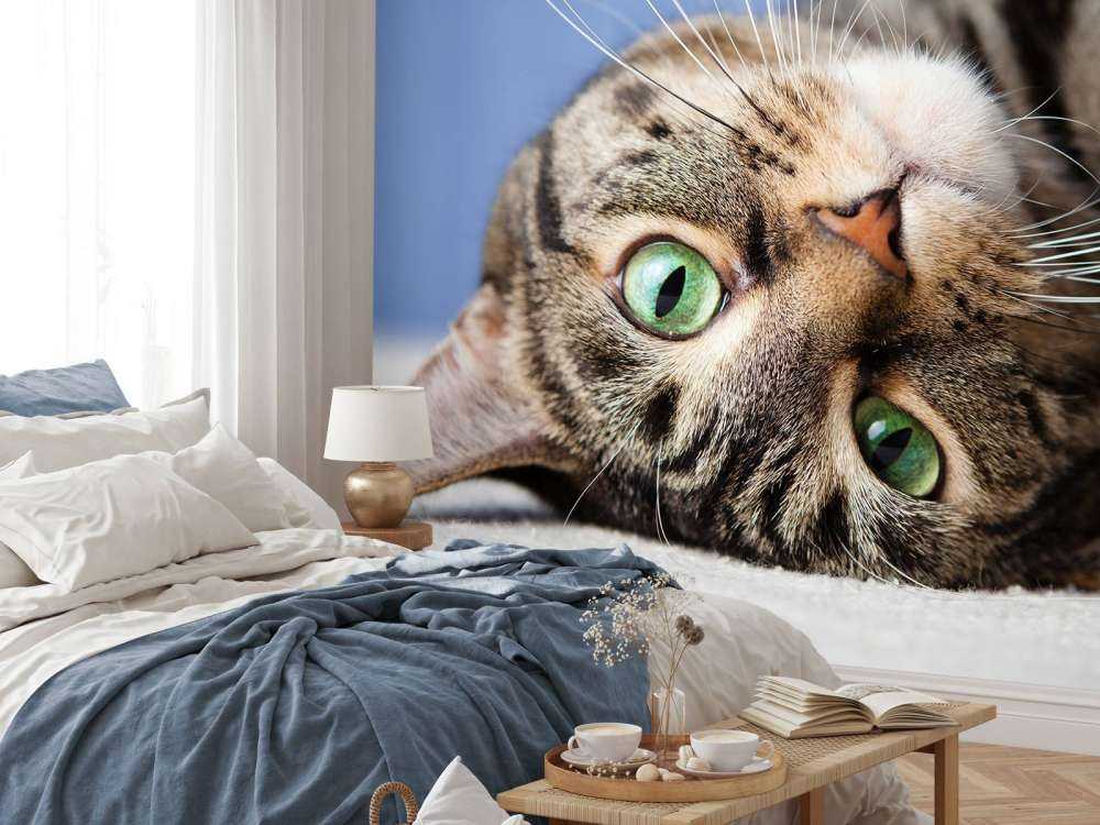 Rullende katt