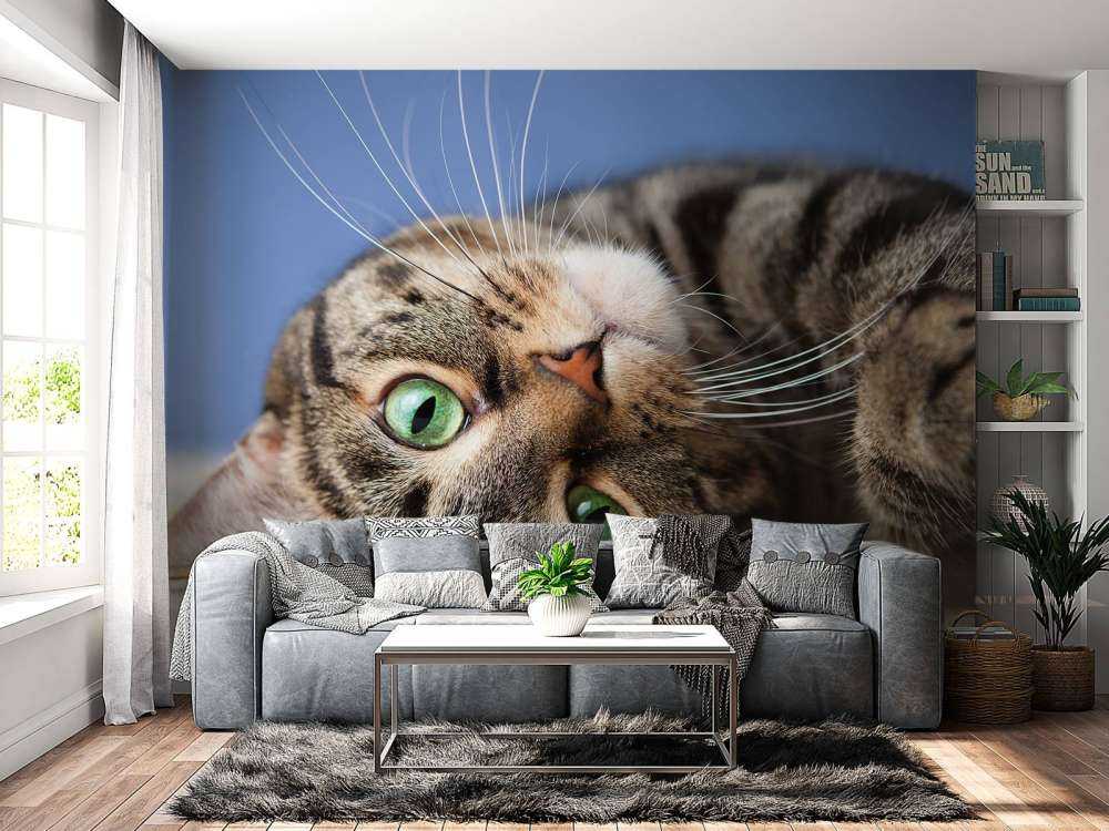 Rullende katt
