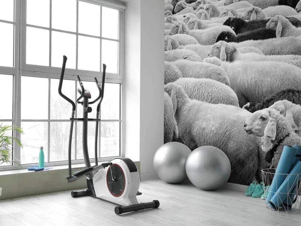 Svarta och vita får