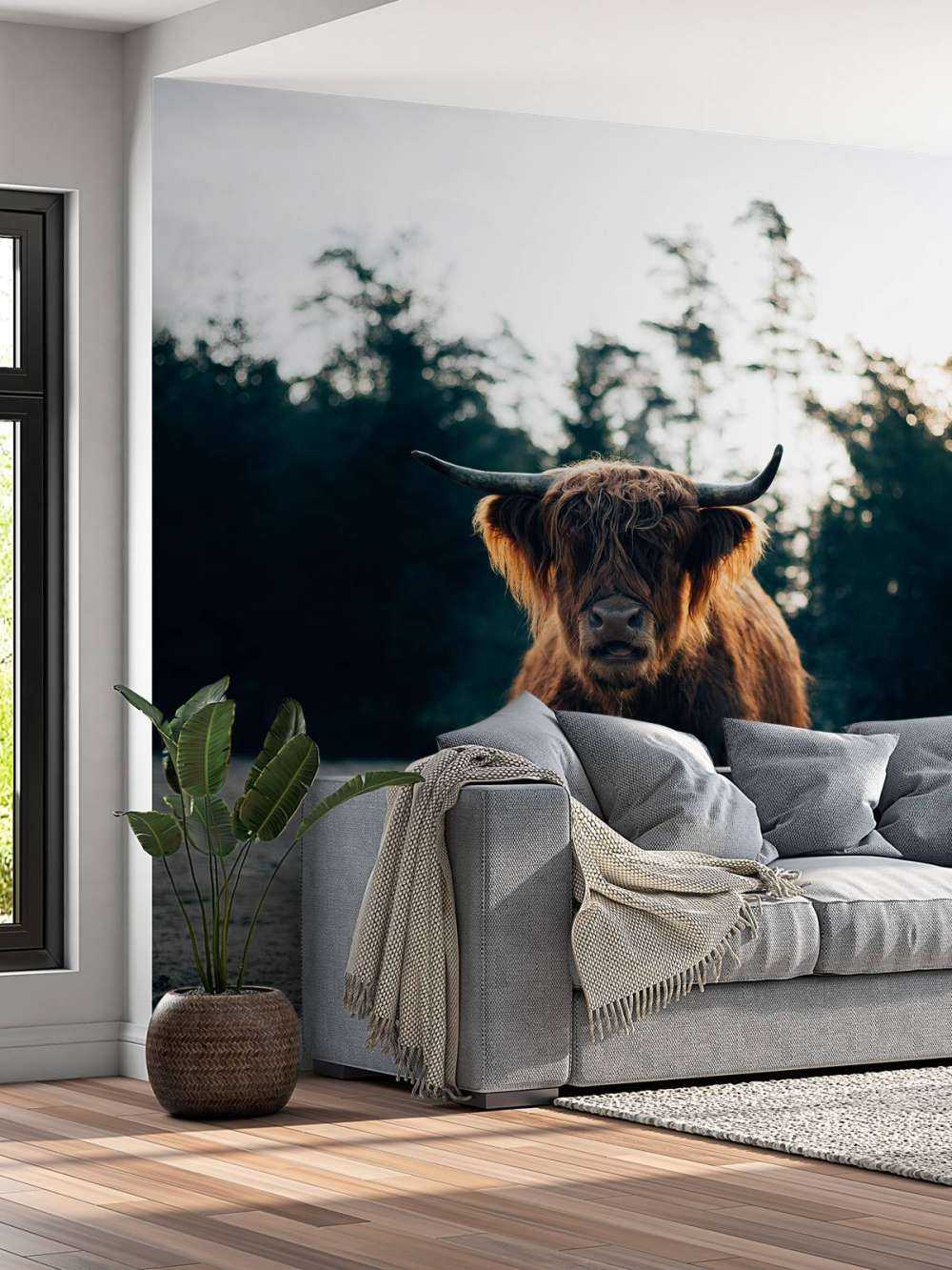 Skotsk highlander i morgonsolen