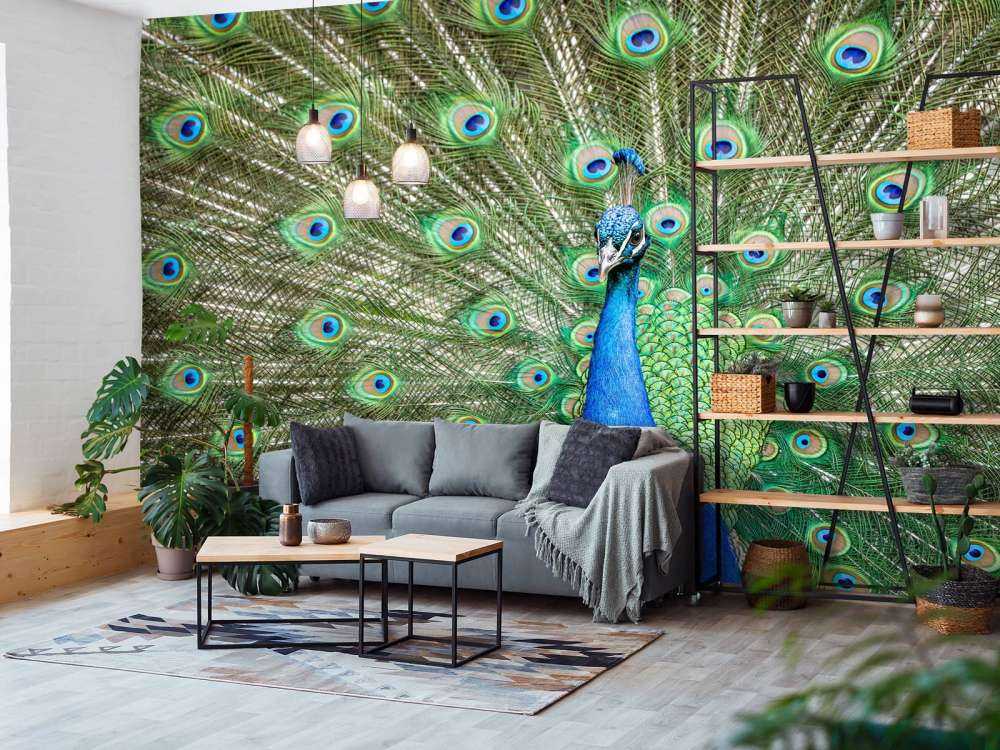 Påfågel med utspända fjädrar