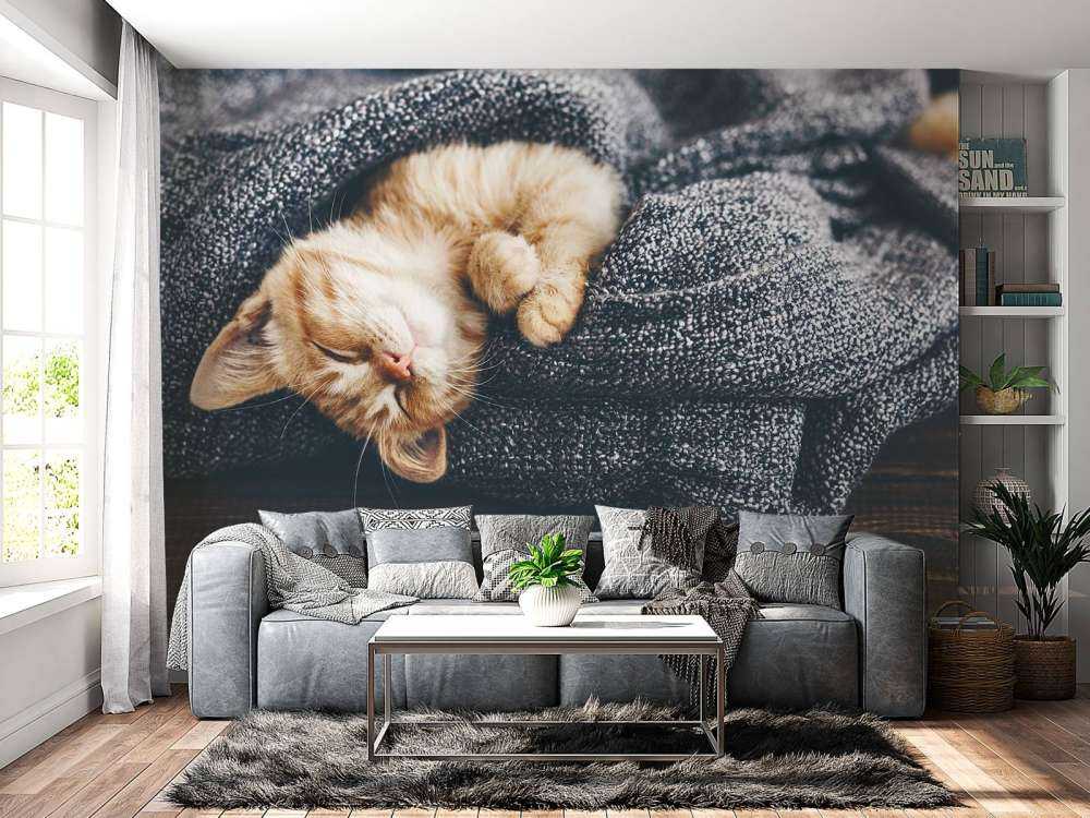 Sovande katt