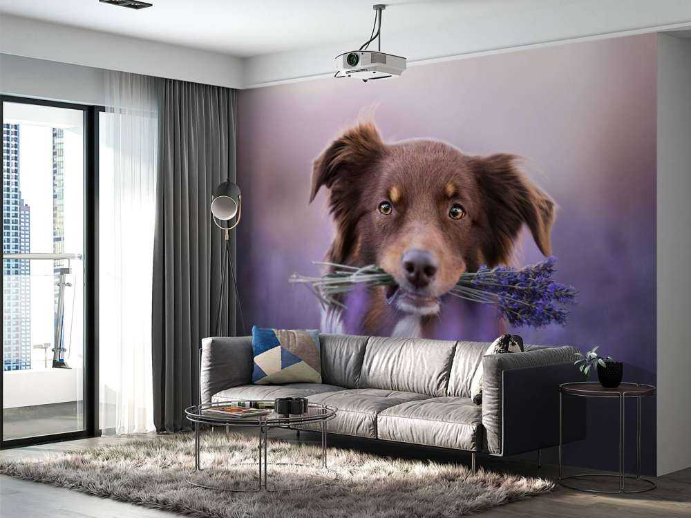Hund med lavendel
