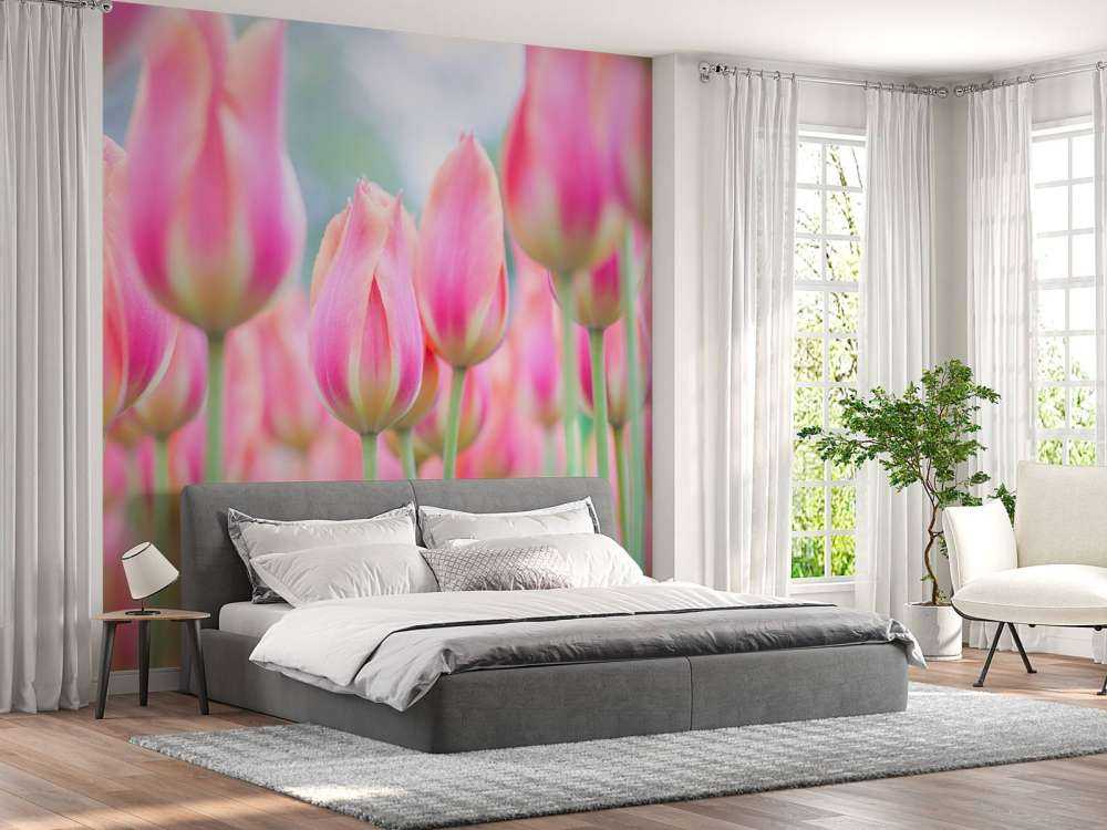 Närbild rosa tulpaner