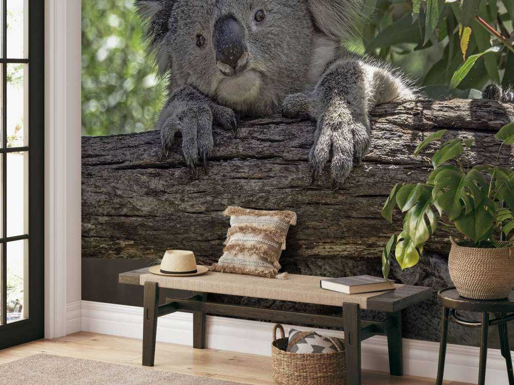 Söt koala