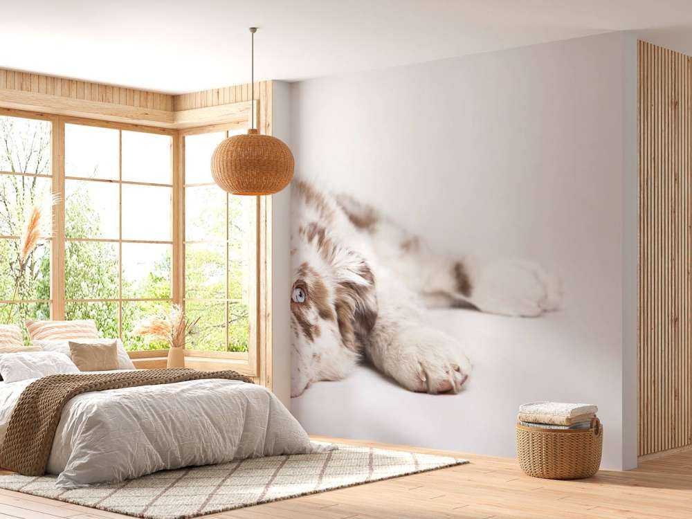 Australian Shepherd