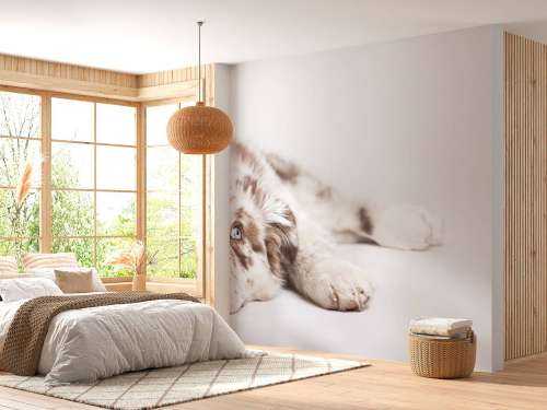 Australian Shepherd