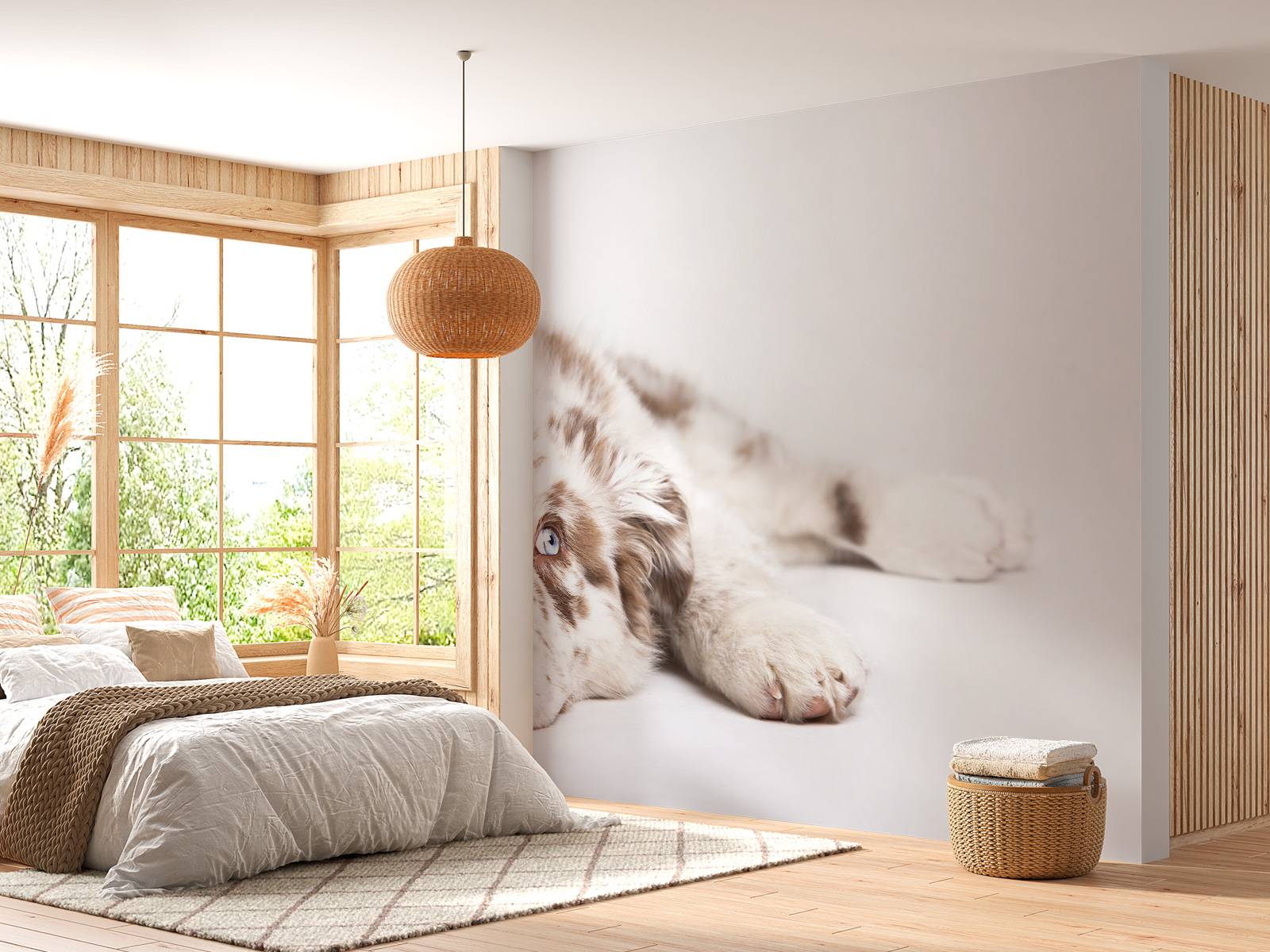 Australian Shepherd