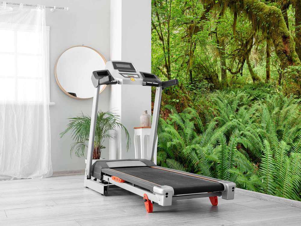 Bregner i en gammel skog