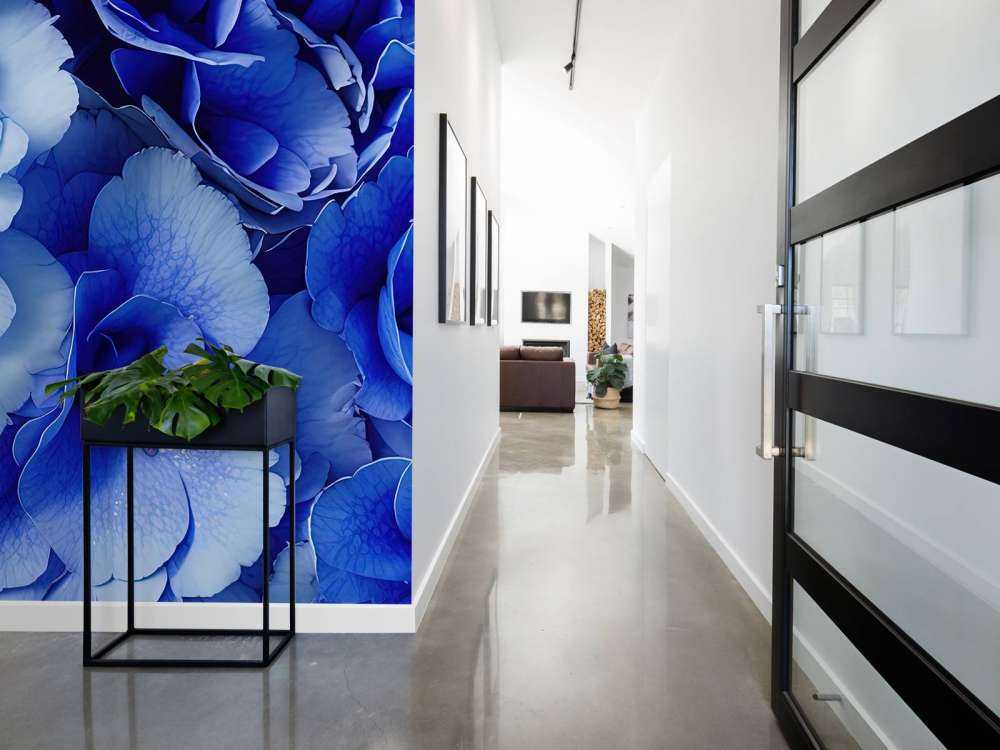 Nærbilde av blå hortensiaer