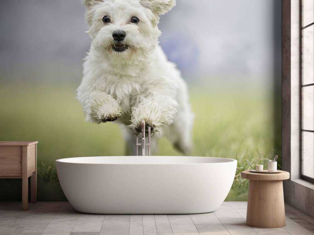 Løpshund