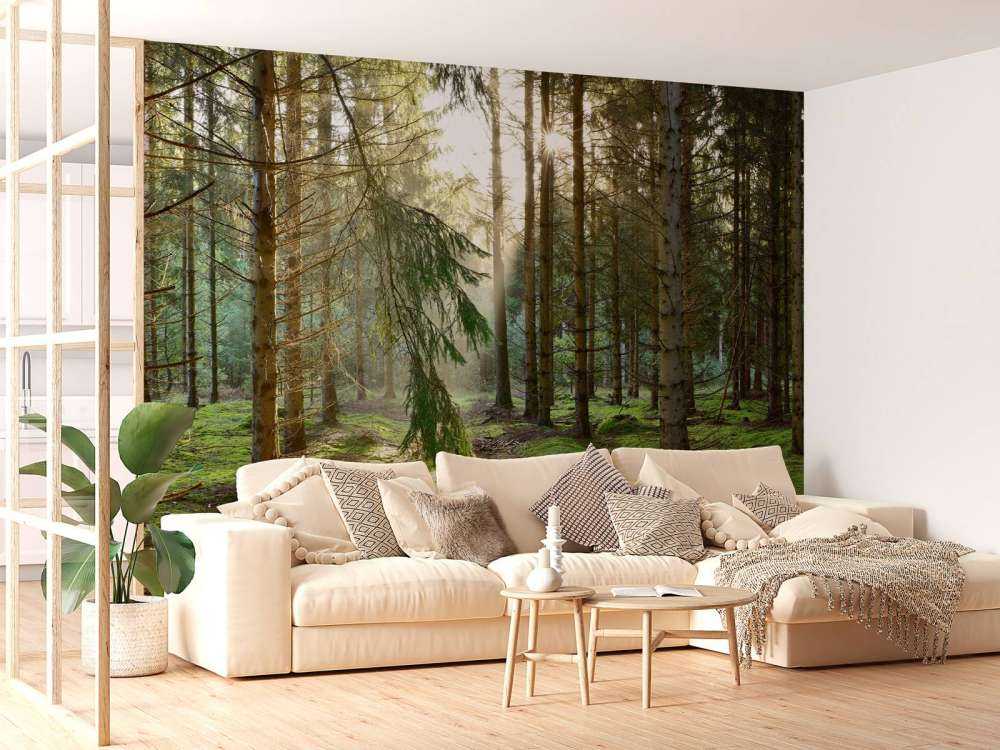 Barskog i morgensolen