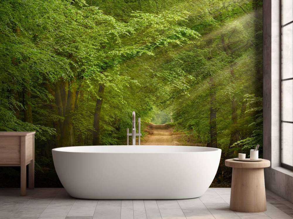 Padde i skogen med solstråler