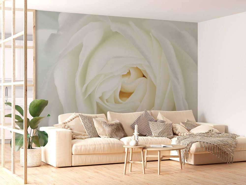 Hvit rose