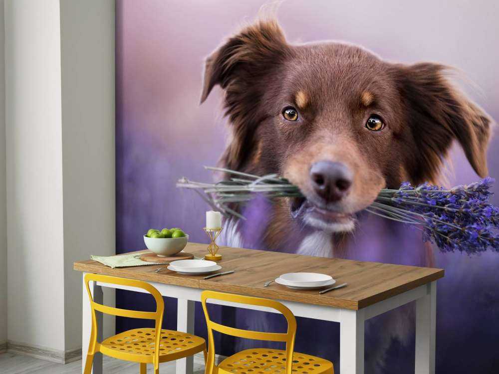 Hund med lavendel