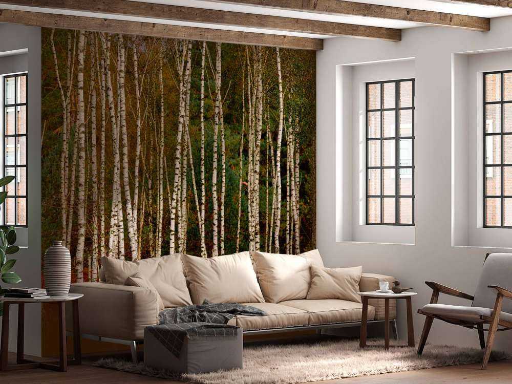 Björkträd i utkanten av skogen