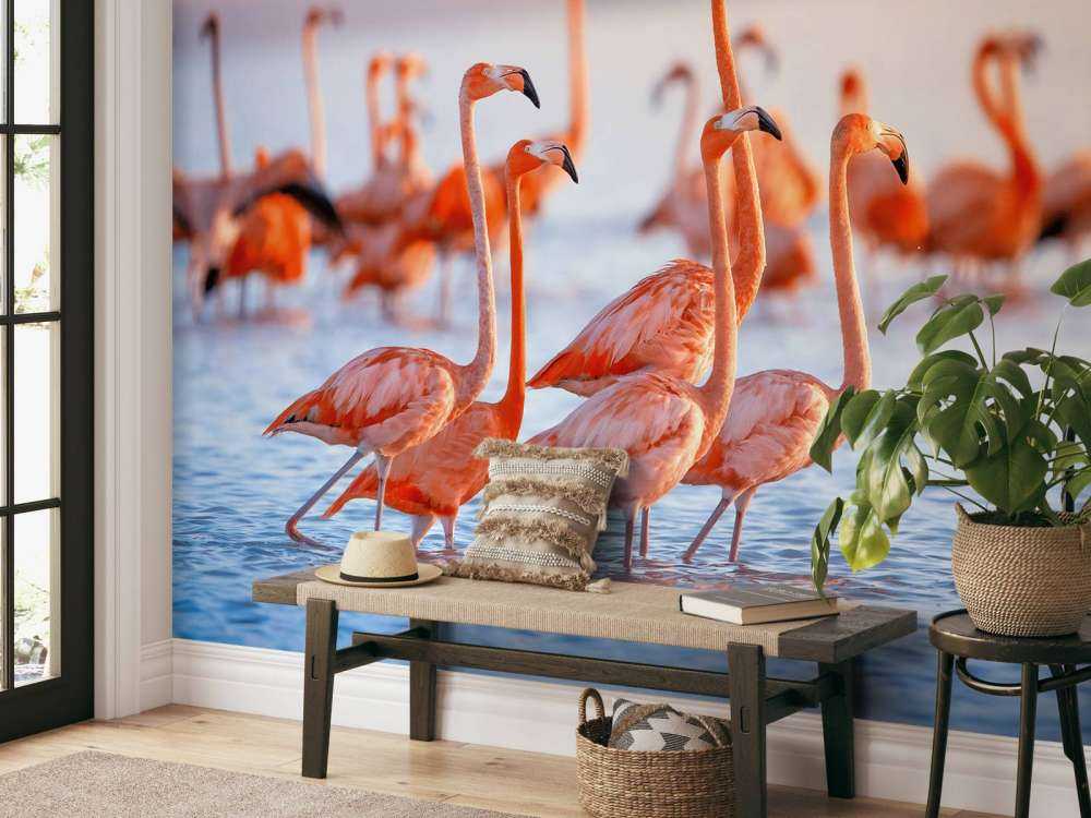 Stirande flamingos